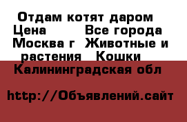 Отдам котят даром › Цена ­ 10 - Все города, Москва г. Животные и растения » Кошки   . Калининградская обл.